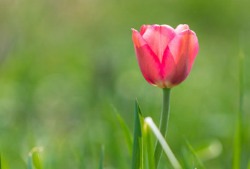 Red tulip on the nature