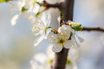 White flowers on a fruit tree on nature
