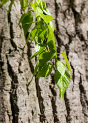 Green leaves on a tree on nature