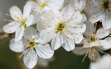 White flowers on a fruit tree on nature