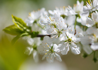 White flowers on a fruit tree on nature