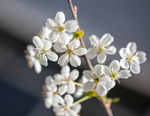 Naklejka na ściany i meble White flowers on a fruit tree on nature