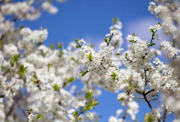 White flowers on a fruit tree on nature