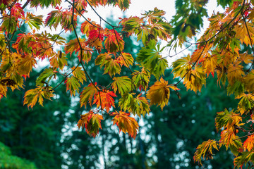 Naklejka na ściany i meble Backlit Japanese maple leaves turning color in autumn