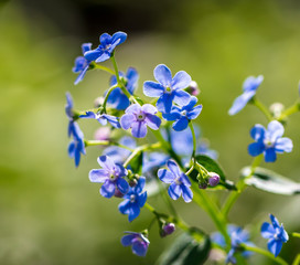 Fototapeta na wymiar Blue flowers on the nature