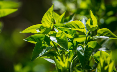 Obraz premium Green leaves on a tree on nature