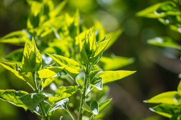 Green leaves on a tree on nature