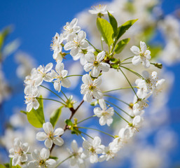 White flowers on a fruit tree on nature