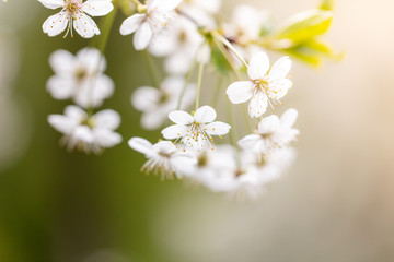 White flowers on a fruit tree on nature