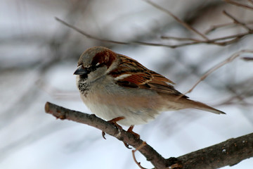 sparrow on branch