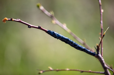 Vaccination on a tree branch on nature