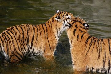 Tigers play in the water.Zoo in Kiev