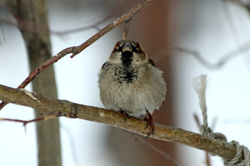 blue tit on branch