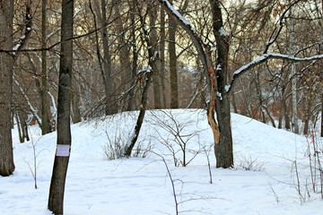 winter in park
