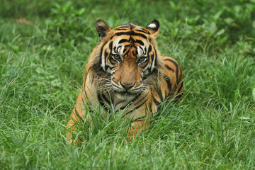 relax in the grassland