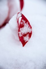 Red Snow