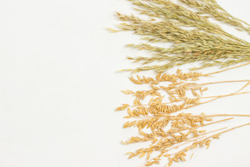 Spikelets of oats. Healthy carbohydrates