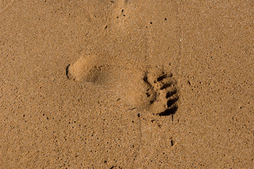 Footprints on the shore of the sea