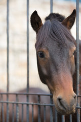 Fototapeta premium Portrait of a horse behind the fence.