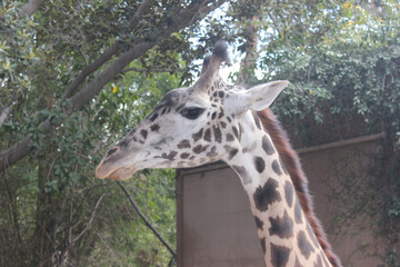 giraffe in zoo