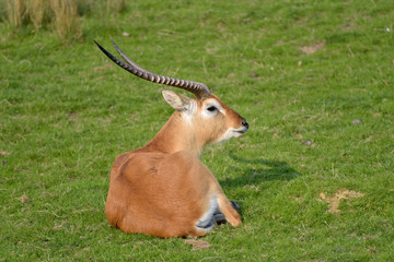 Red lechwe, Kobus leche, in grassland