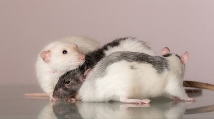 rats on a glass