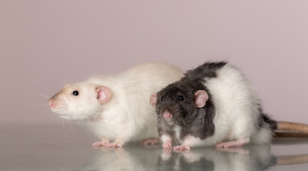 portrait of domestic rats
