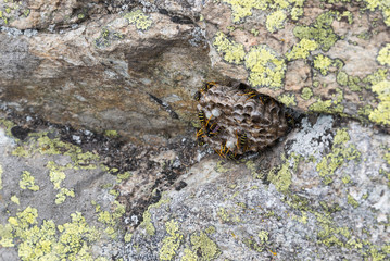 Wasps nest with wasps. Photo taken in the Italian Alps