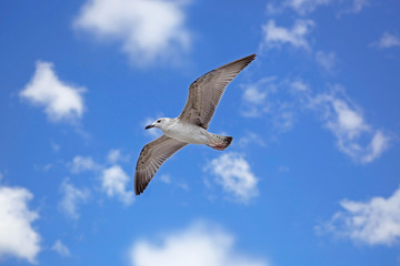 seagull flies in the sky, white seagull soars on a background of blue sky with white wallpaper