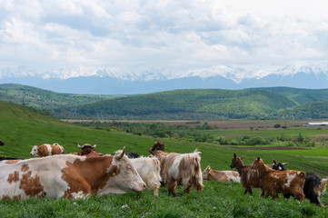 Fototapeta na wymiar Cows in Alpine Landscape. Cows grazing on a green field. Cows on the alpine meadows