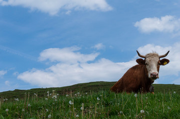 Cows in Alpine Landscape. Cows grazing on a green field. Cows on the alpine meadows