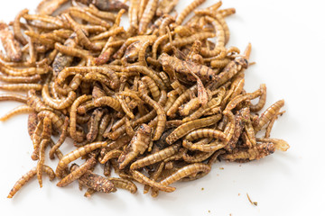 Fried cricket larvae