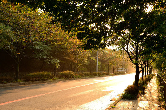 朝の光に照らされる道路