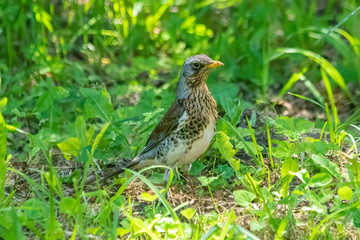 Troubled thrush hidding in the grass - small songbird worried with something.