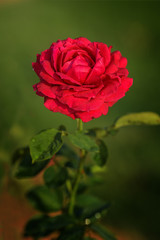 Beautiful red rose on dark ground