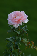 Beautiful rose on dark background