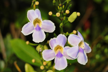 Bengal Trumpet , Thunbergia grandiflora 