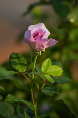 Beautiful purple rose on black background