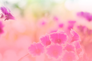 Obraz na płótnie Canvas vintage blurred spring romantic floral orchid flower blooming background