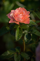 Beautiful orange rose on dark background