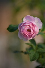 Beautiful purple rose on black background