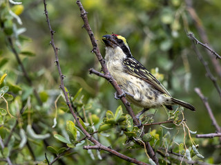 This beautiful barbet came very close for feeding in the bushes. Lake Baringo, Kenya.