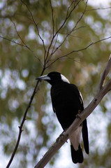 Magpie, Wilpena Pound Resort, Ikara-Flinders' Ranges National Park, SA, Australia