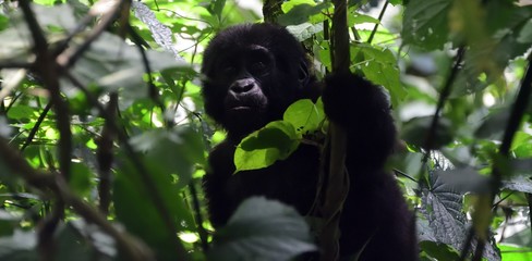 Mountain gorilla, Bwindi National Park, Uganda
