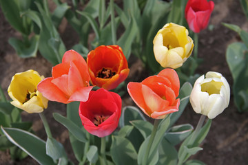 Tulpe