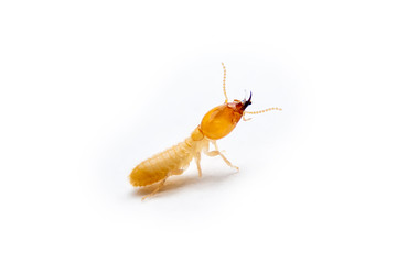 The Small termite on white background. Side view of the Termites isolate on white background.