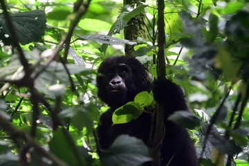 Mountain gorilla, Bwindi National Park, Uganda