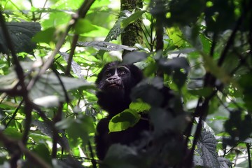 Mountain gorilla, Bwindi National Park, Uganda