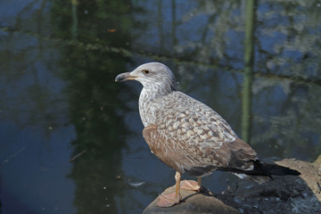 Möwe