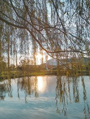 Obraz premium reflection of trees in lake